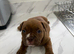 Pocket bully- bulldog