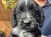 Working cocker spaniel puppy's.