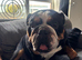 Beautiful male and female bulldogs