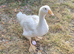 7 week old Goslings