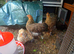 A trio of beautiful brahma