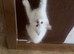 Ragdoll kittens