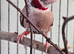 2 male star finches and 1 male cutthroat