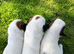 Parson russell pups