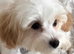 Maltipoo
