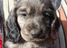 Working cocker spaniel puppies