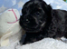 F1 Maltipoo boy