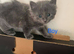 Kittens mixed breed