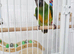 Baby Senegal with new cage