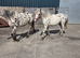 Appaloosa