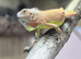 Iguana