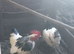 Pair of light Sussex Bantams