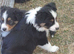 Border Collie Puppies ready now. Red Tri and Black Tri.