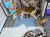 Saint Bernard puppies 1boy 1girl left ready now