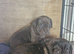 Full pedigree!!! Huge Cane Corso pups