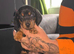 Minature dachshunds