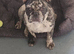 Lovely french bulldog for sale