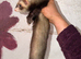 Semi angora ferrets for sale