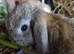 Mini lops for sale