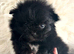 KOREAN MALTIPOM puppies ready soon!