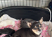 1 beautiful female Chihuahua puppy.