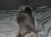 Two cat sisters for sale