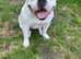American bully