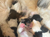 Lhasa apso X shih tzu puppies