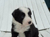 Gorgeous traditional collie pups for sale