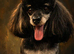 Purebred mini poodles ready for their forever homes