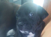 Puppys