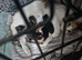 Kittens for sale
