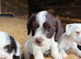 Farm Bred Jack Russell Puppies