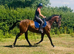 Gorgeous chunky mare