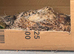 Breeding pair of quails