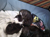 Forever home needed