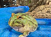 Pac Man Frogs Various Morphs