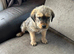 Labrador x German shepard