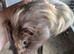 Male guinea pig