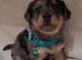 ♡♡♡8 Beautiful Merle Jack Russel Puppies Ready Soon!♡♡♡