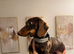 Chocolate and tan miniature dachshund