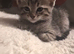 Ragdoll cross kittens