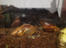 African land snails ( babies and adults)