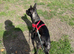 French bulldog cross for sale