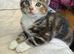Siberian European Shorthair Girls!