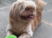 Imperial Shihtzu female