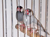 Pair of java finches