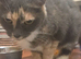 Beautiful grey tortoiseshell girl