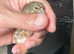 linnet