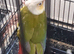 PINEAPPLE baby Conure (Only One left)